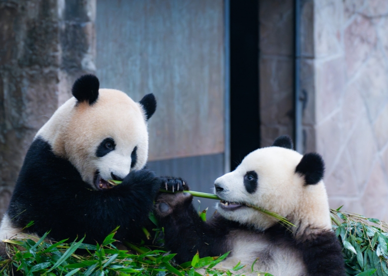 Chengdu Panda