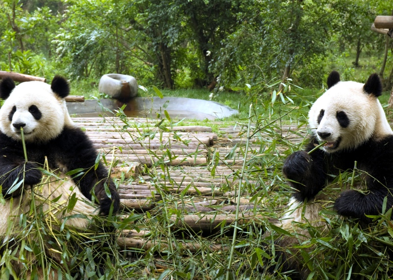 Chengdu Panda