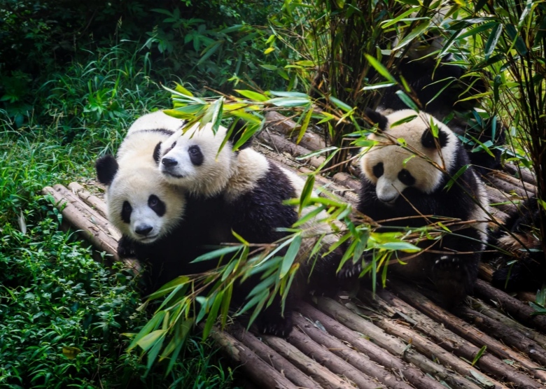Chengdu Pandas