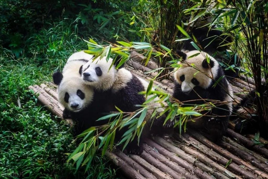 Chengdu Research Base of Giant Panda Breeding