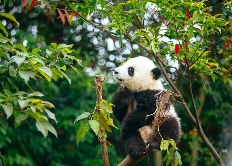 Chengdu Research Base of Giant Panda Breeding