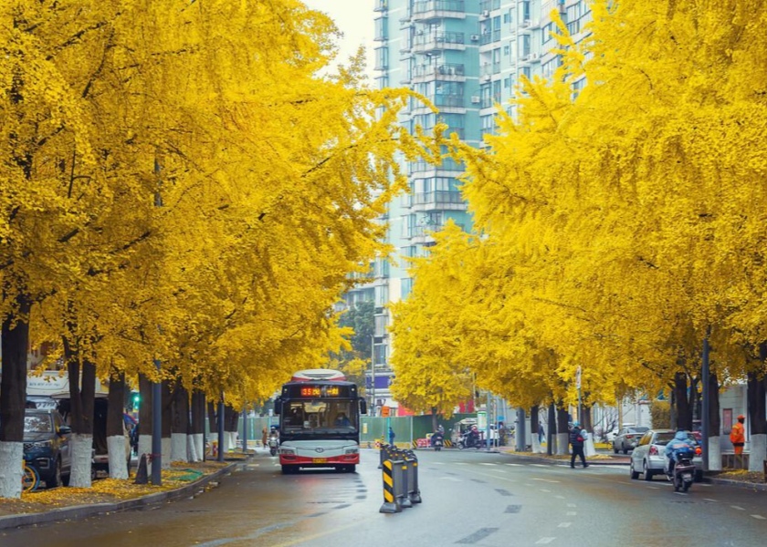 Chengdu in Autumn