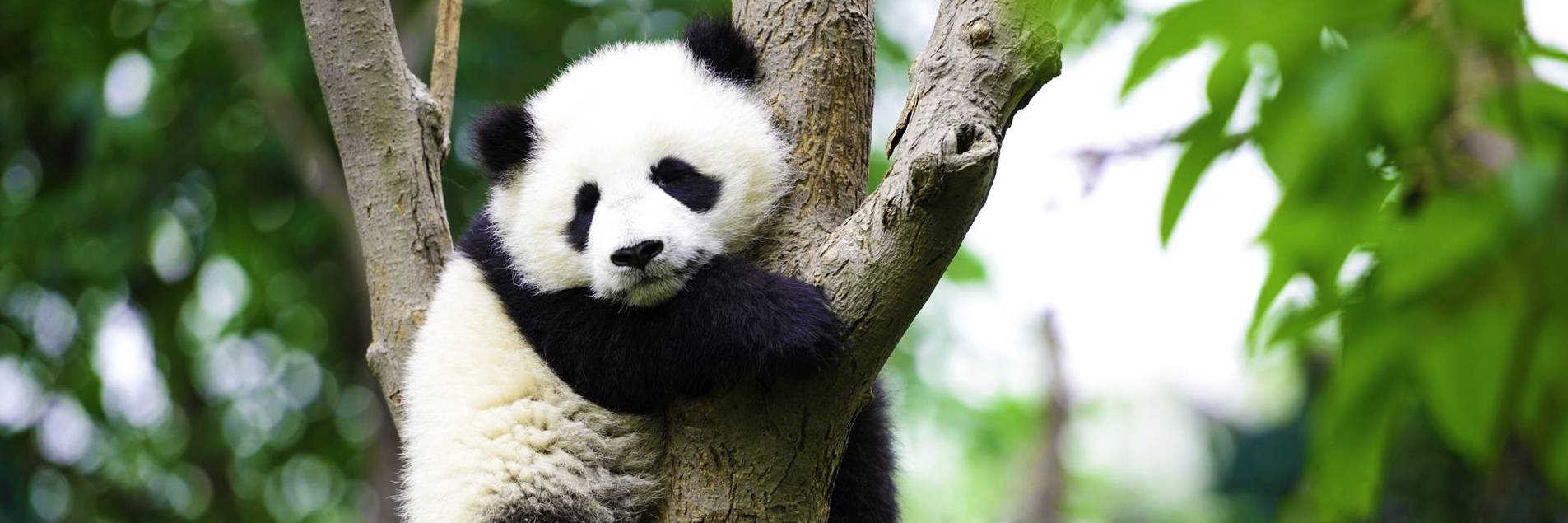 Chengdu tour