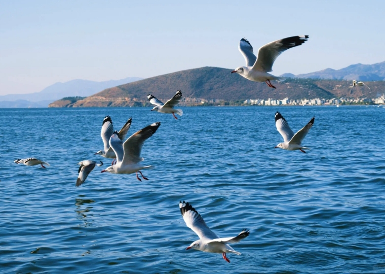Erhai Lake
