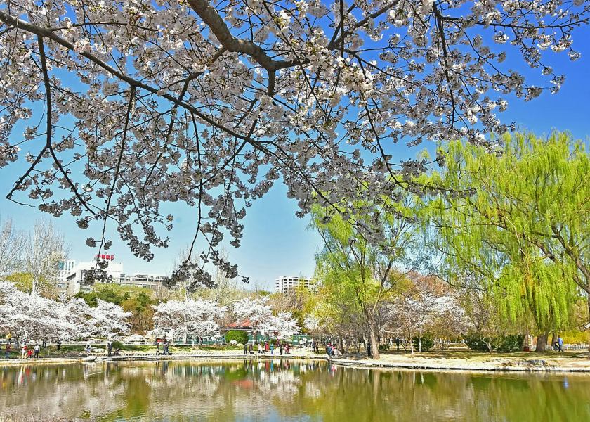 Harbin in Spring
