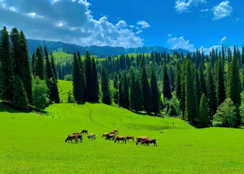 Nalati Sky Grassland