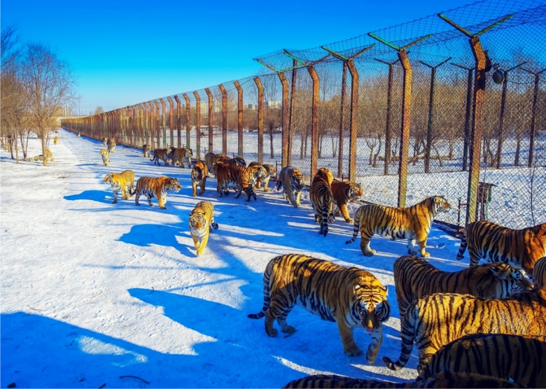 Siberian Tiger Park