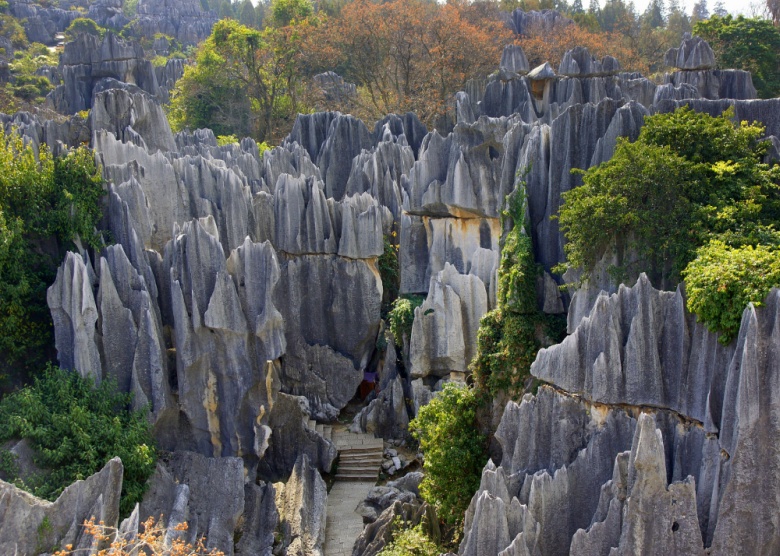 Stone Forest