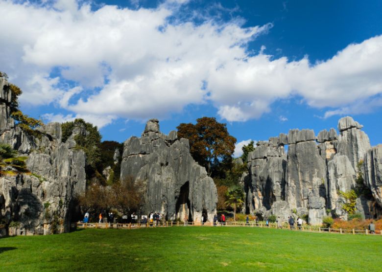 Stone Forest