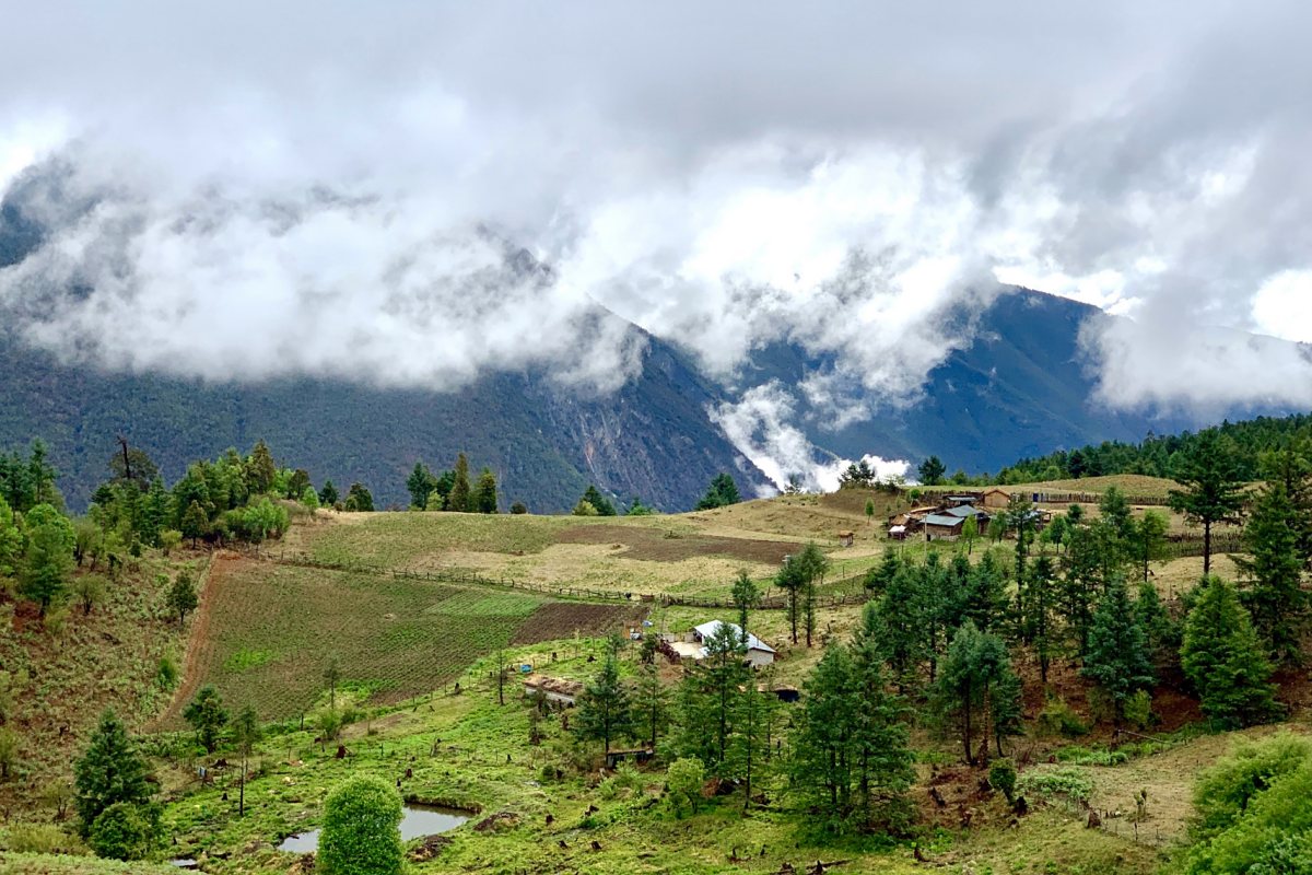 Yak Meadow