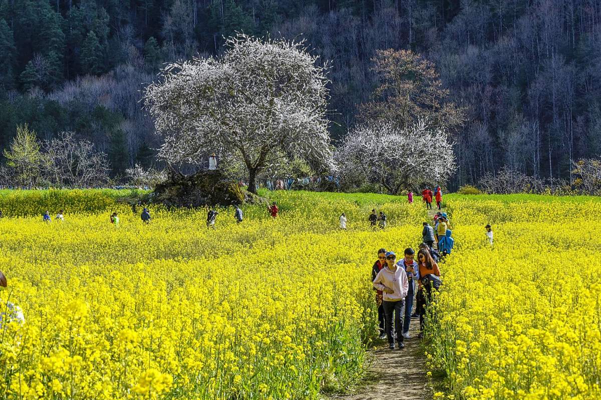 Yunnan in Spring