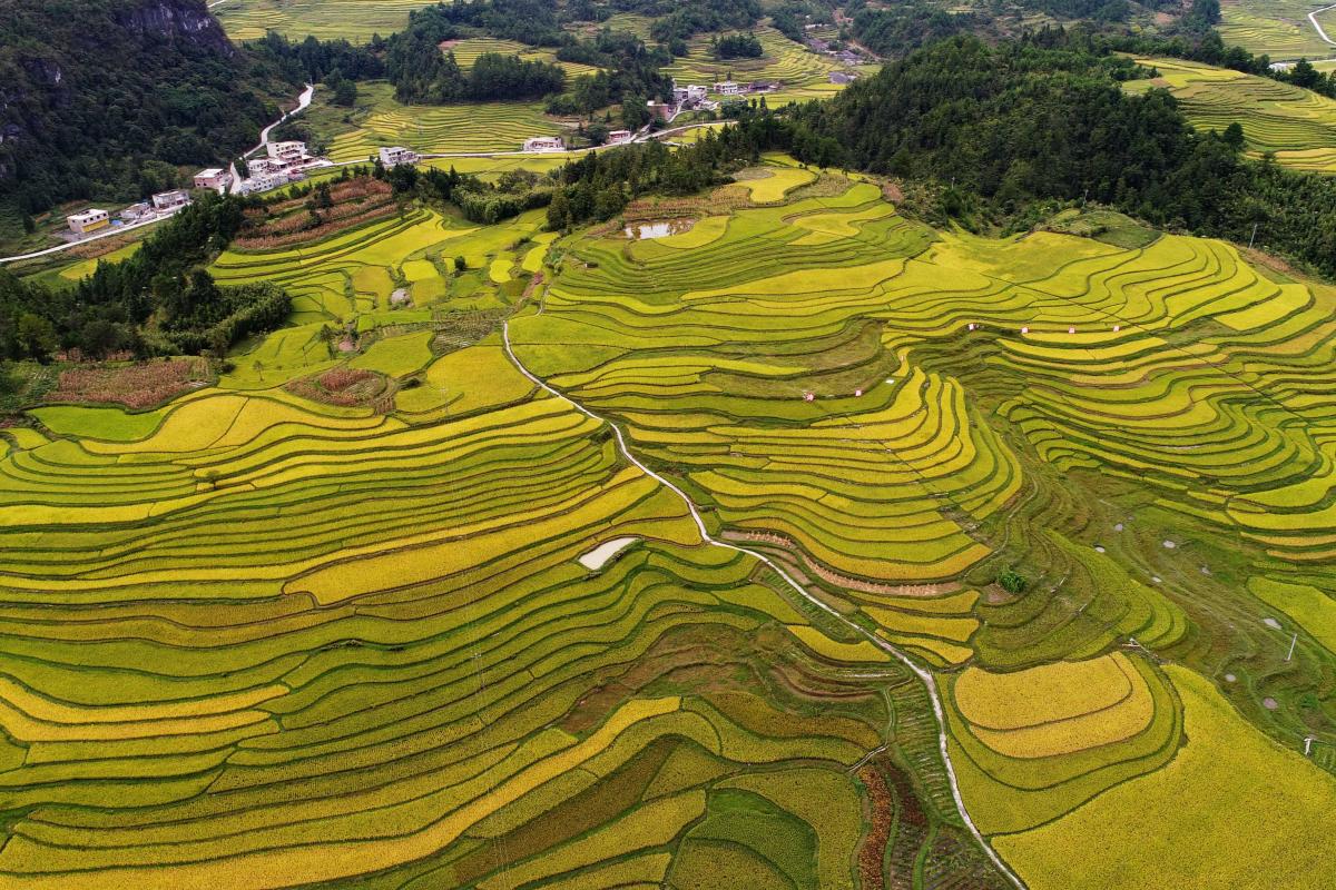 Yuanyang Terraces