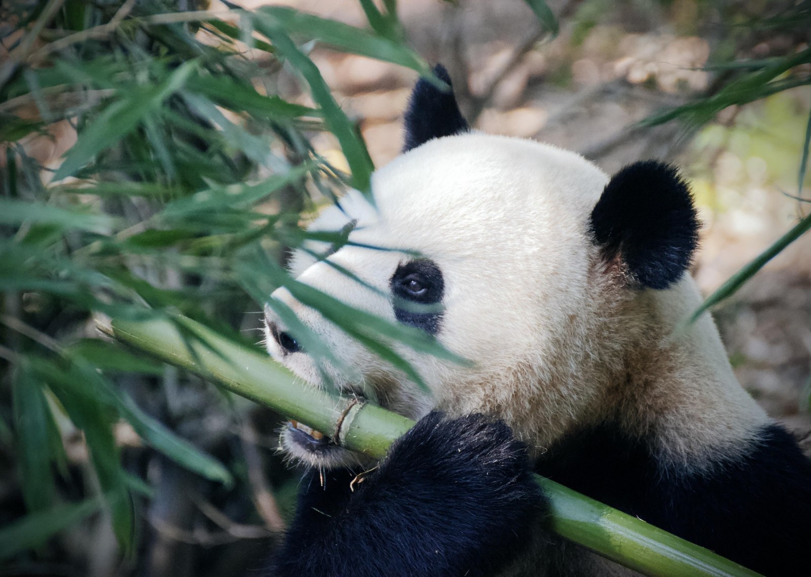 A giant panda enjoying its bamboo at the Chengdu Research Base of Giant Panda Breeding