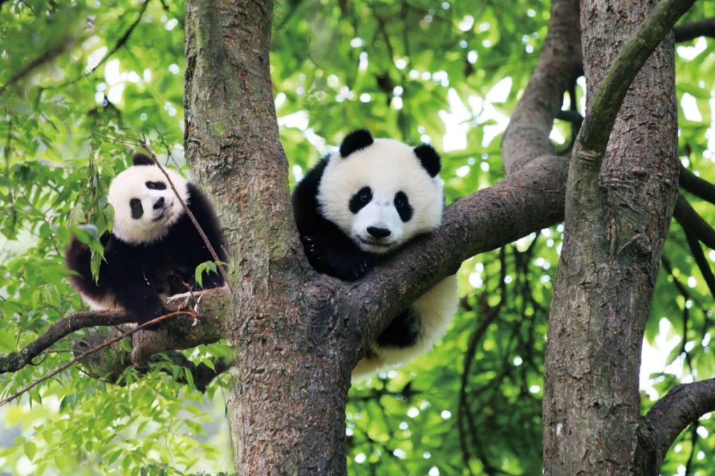 Adult Panda Enclosures