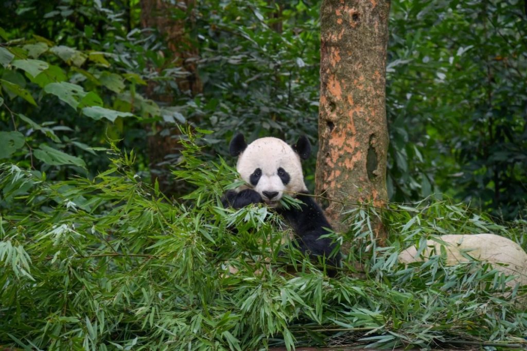 Adult Panda Enclosures