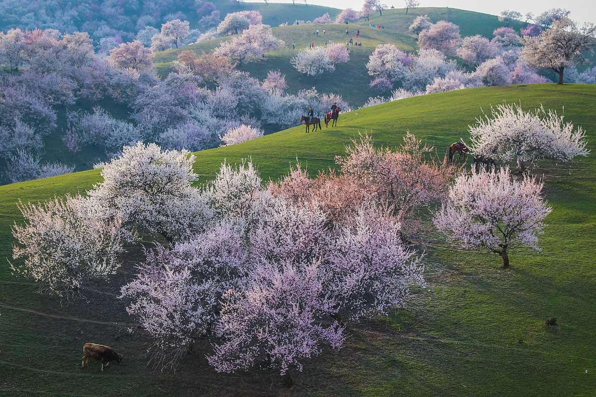 Apricot blossoms in Turpan