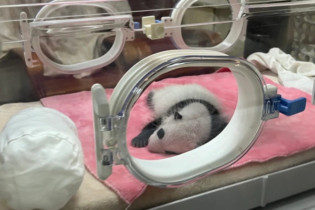 Baby Pandas in the Nursery