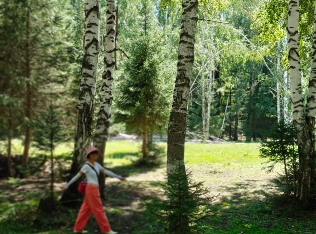 Birch Forest Walks