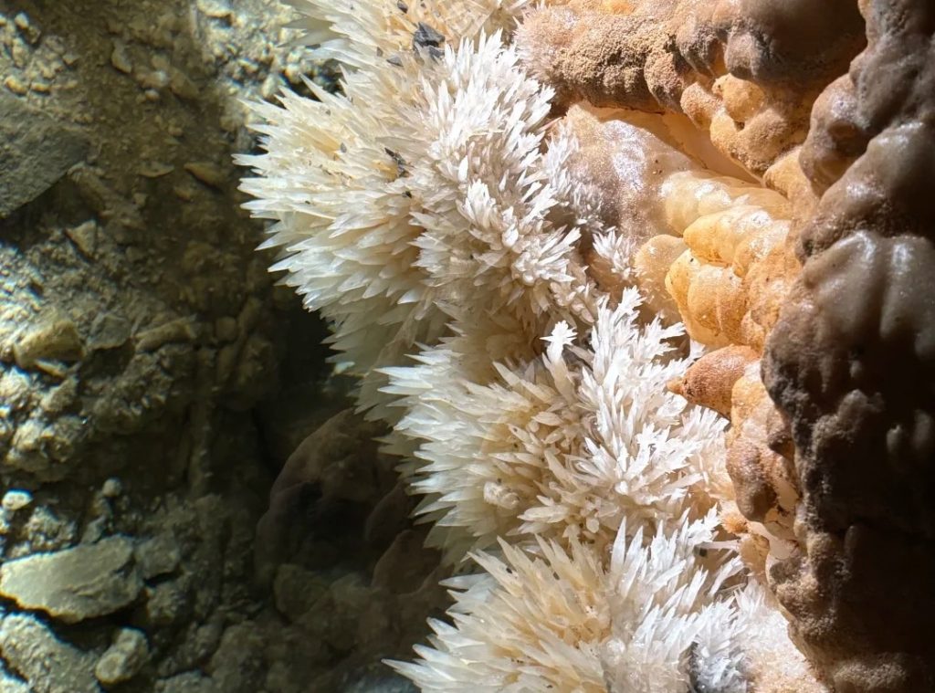 Canine Tooth Crystal Pool