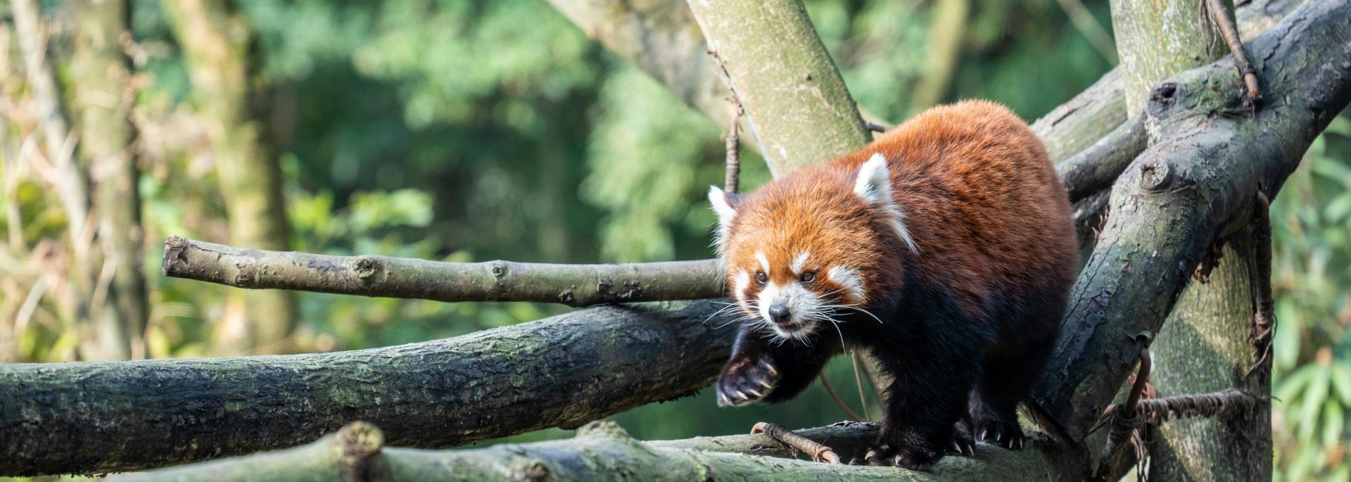 Chengdu