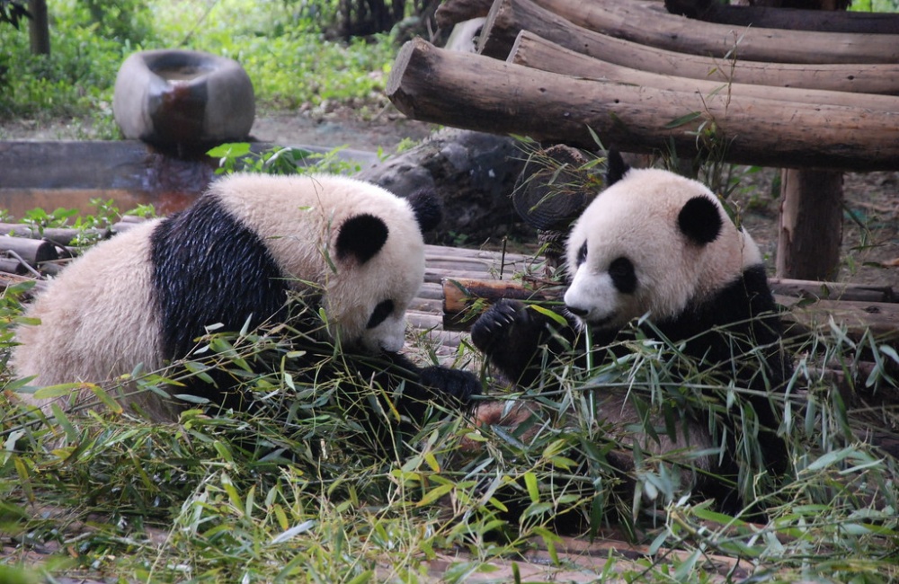 Chengdu Panda Base