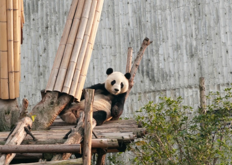 Chengdu Pandas