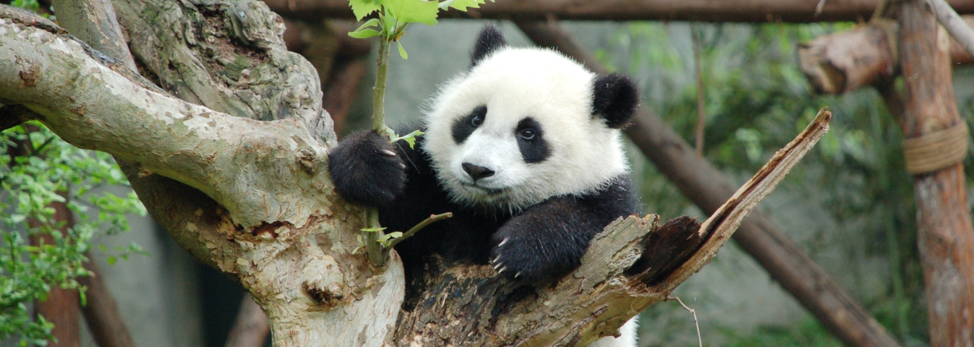 Chengdu Research Base of Giant Panda Breeding