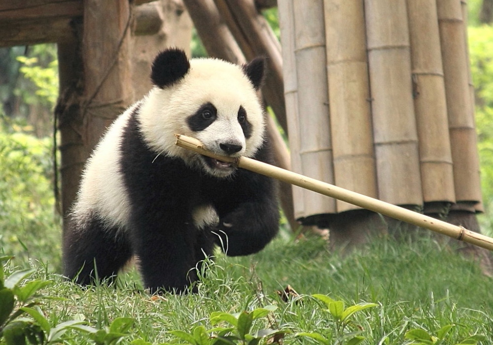 Cute Chengdu Pandas