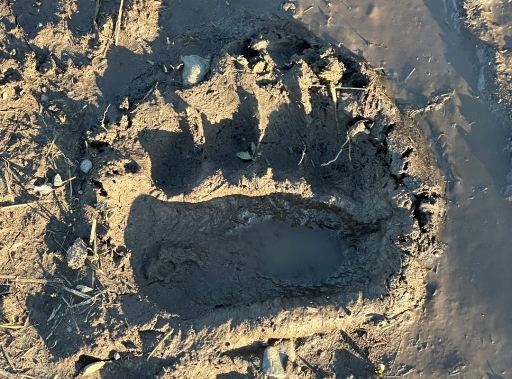 Footprints of wild animals in Kanas