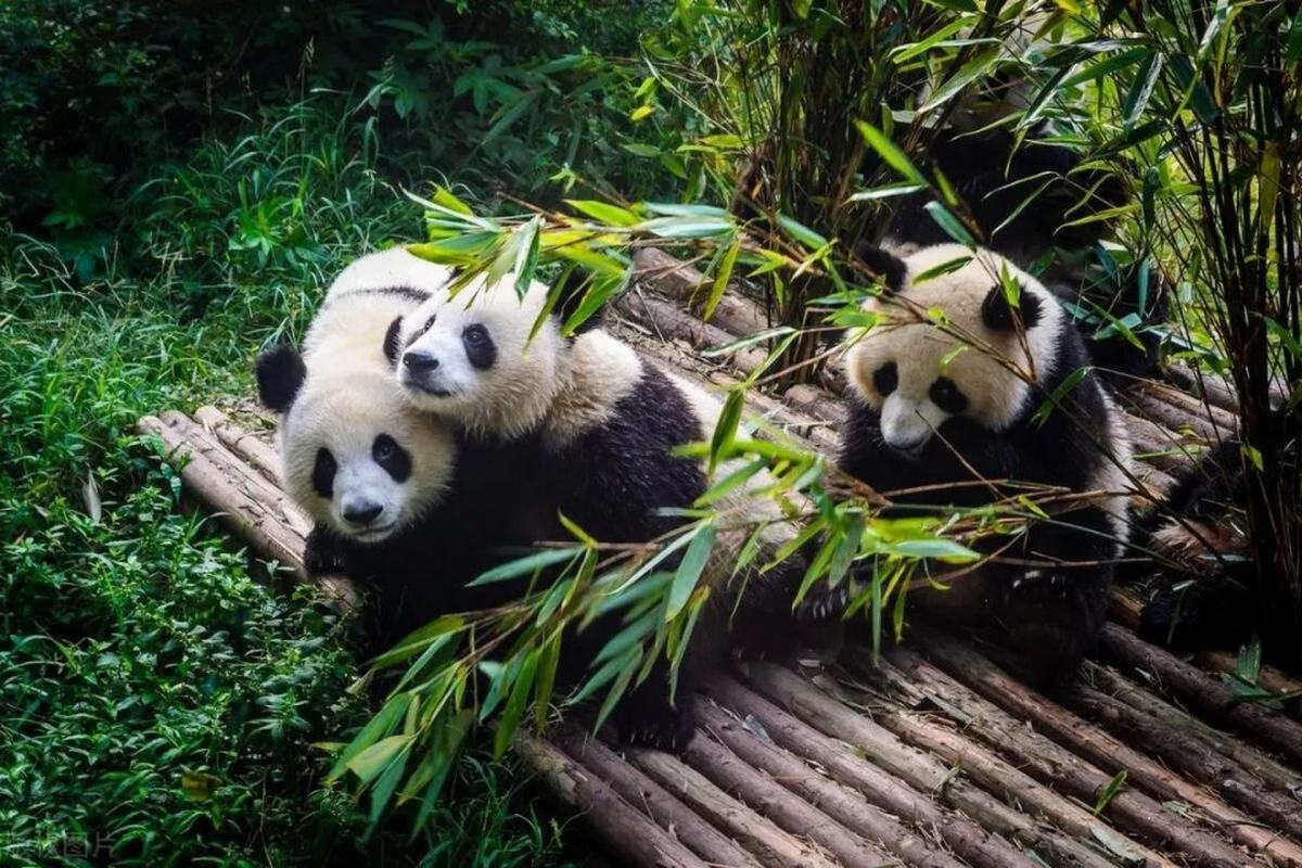 Giant Pandas in Chengdu Research Base