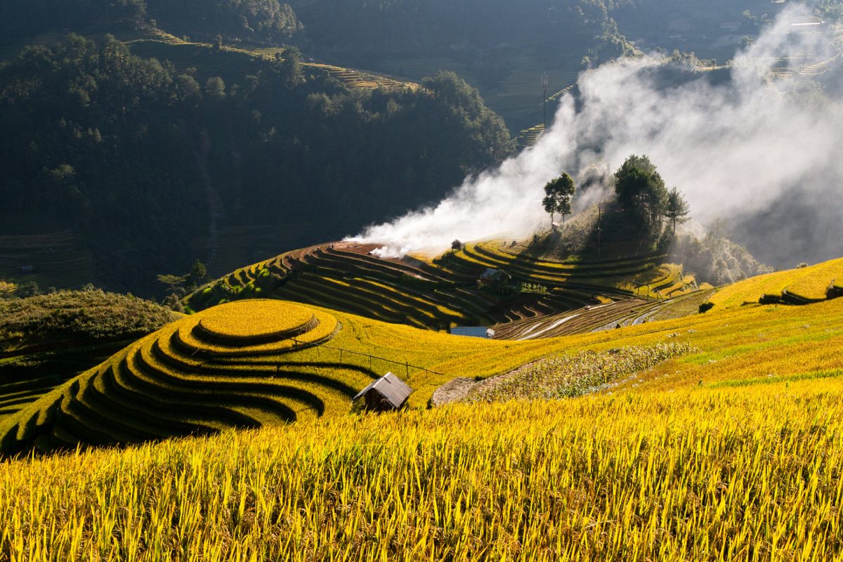Longji Terraces in Autumn