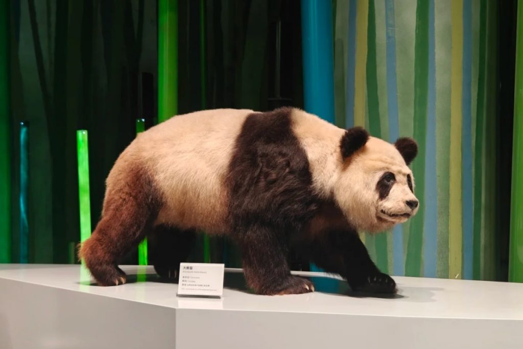 Panda Museum 