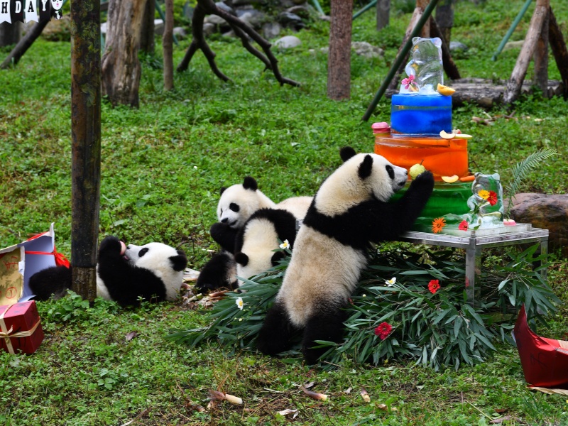 Pandas
