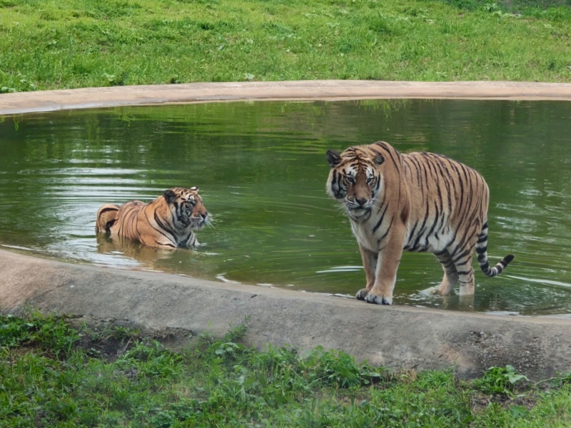 Siberian Tiger Park