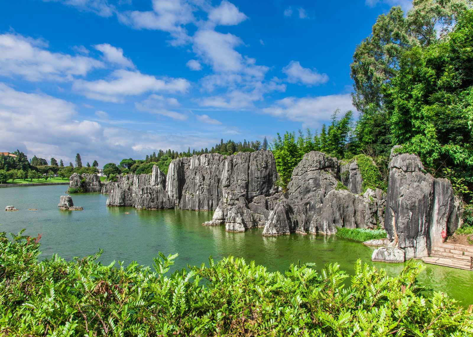 Stone Forest
