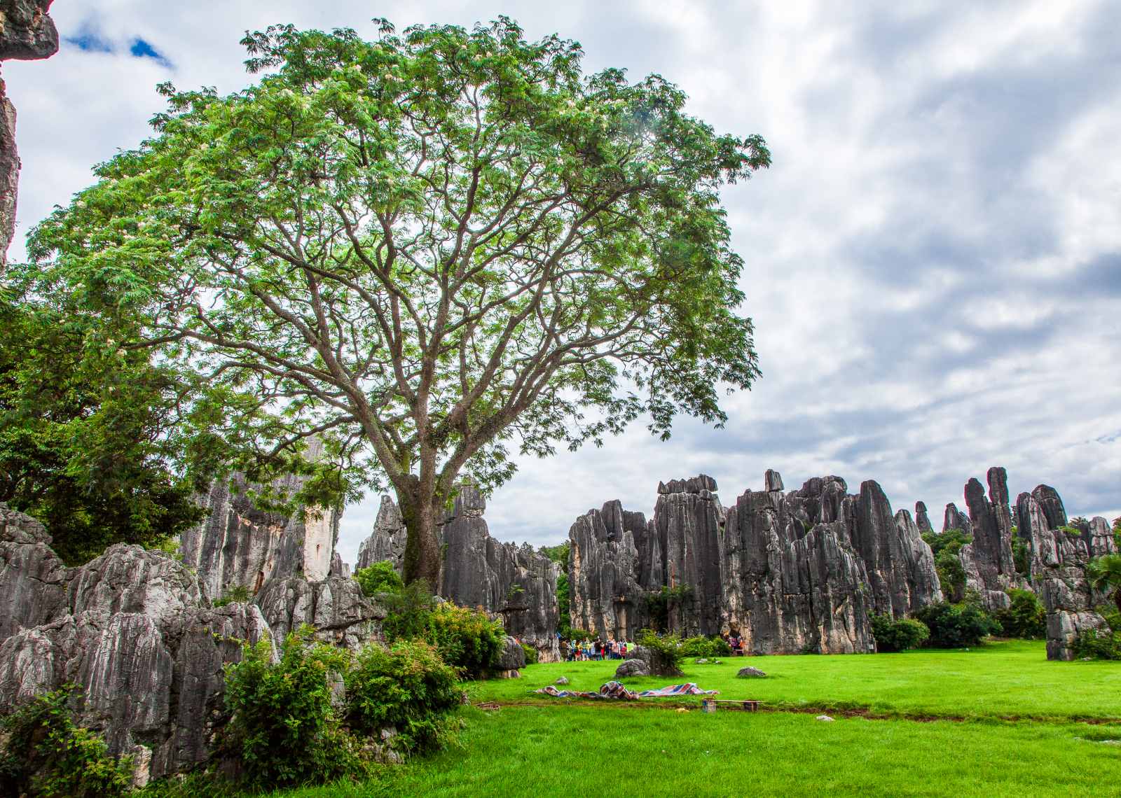 Stone Forest