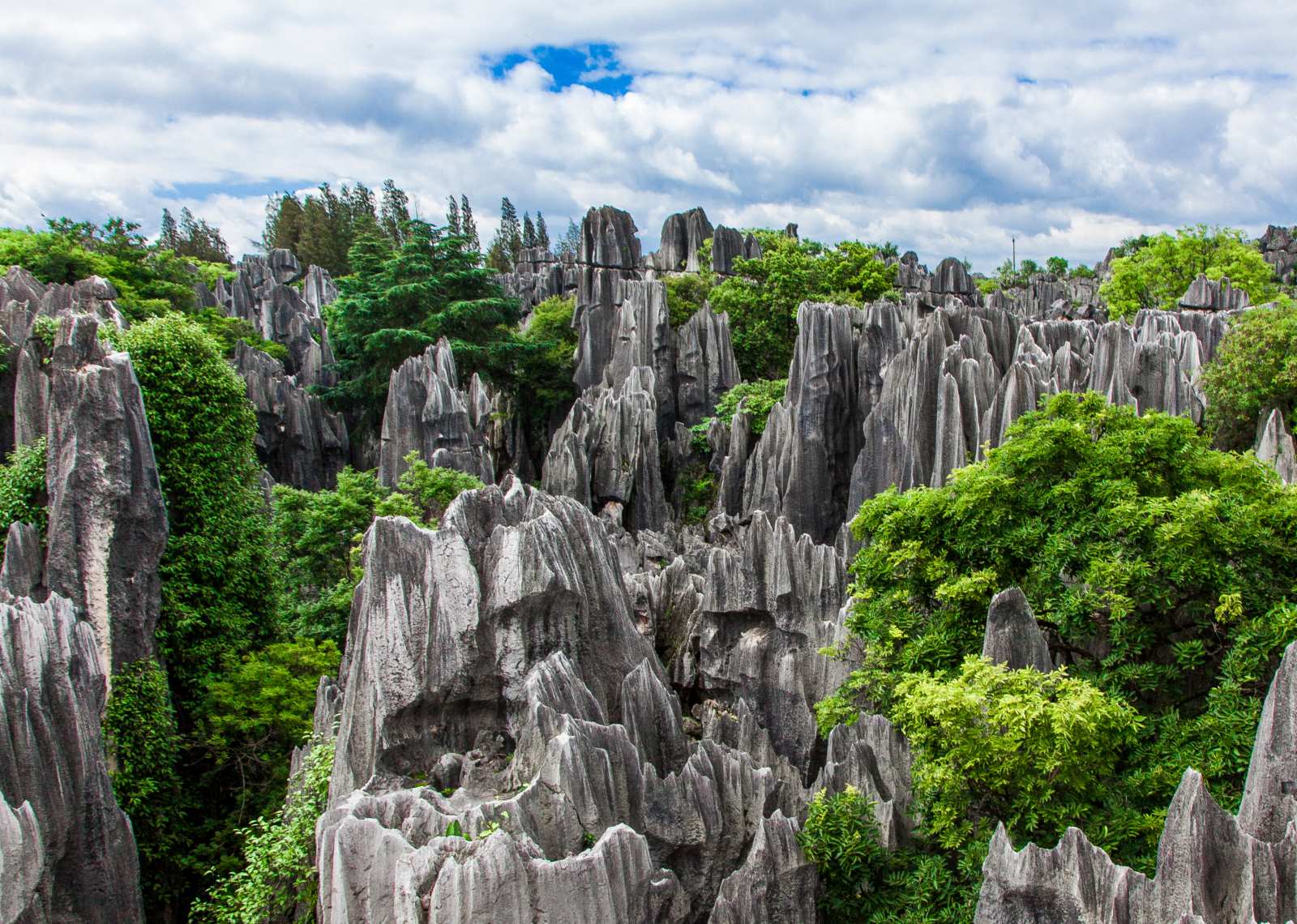 Stone Forest