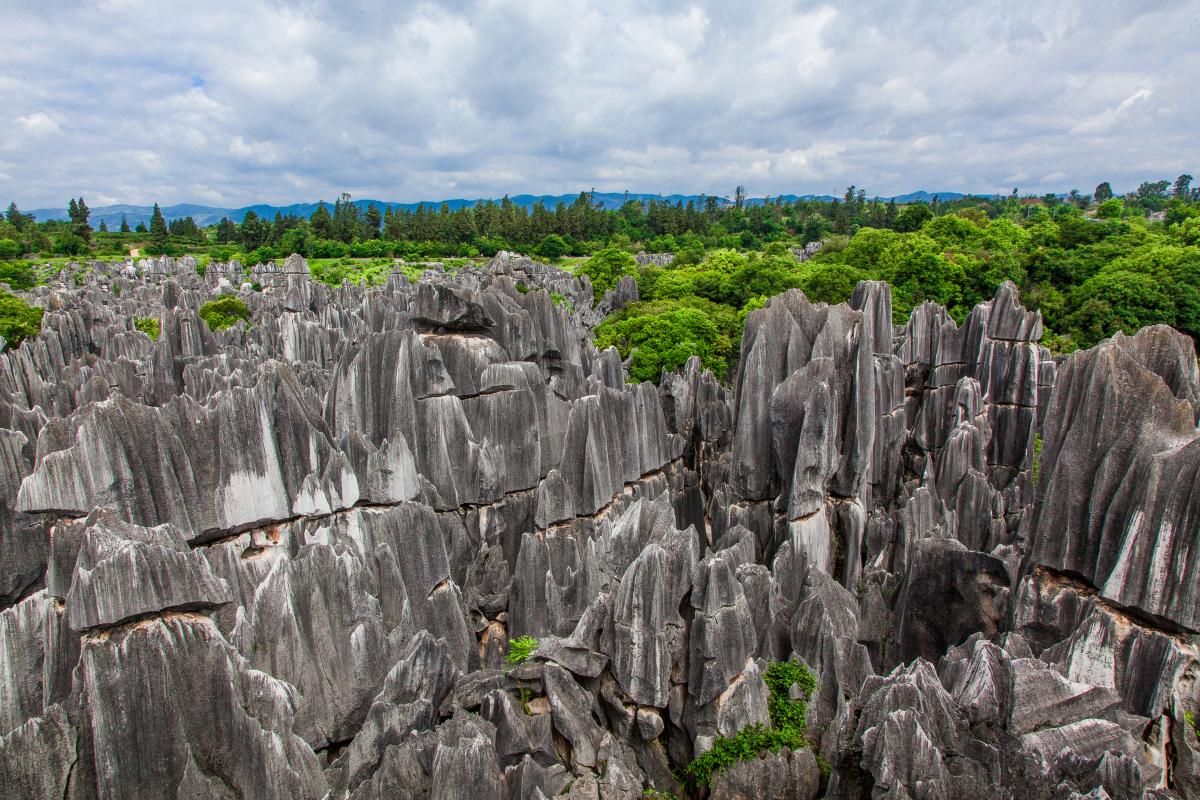 Stone Forest