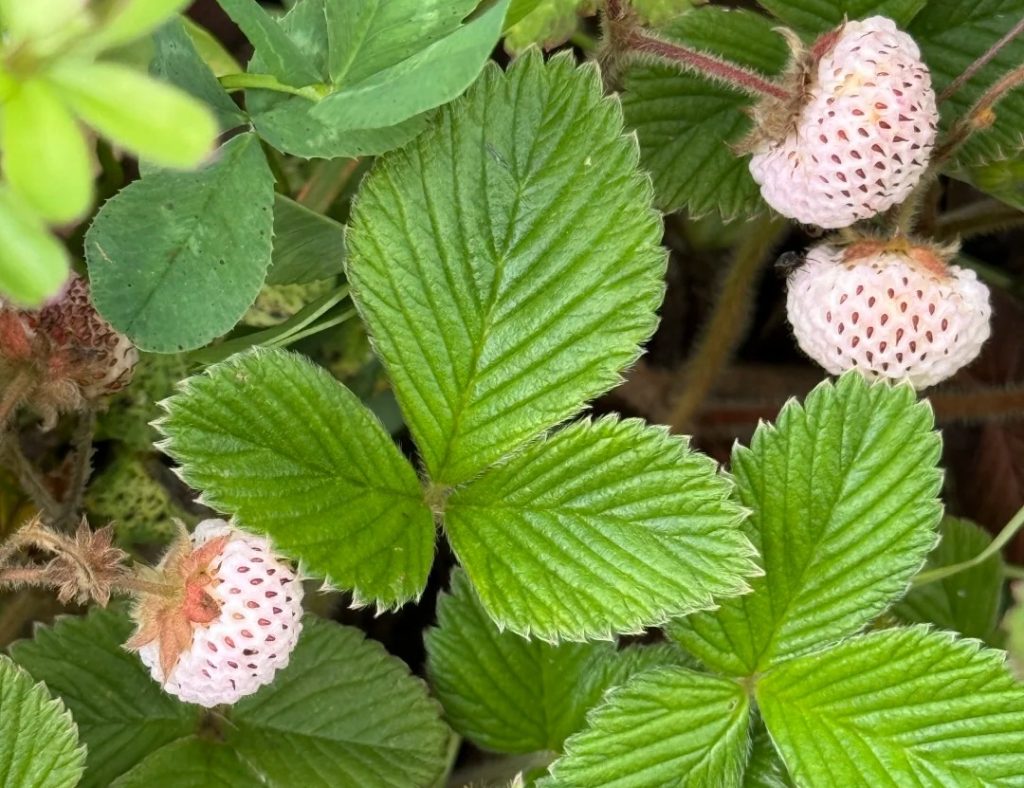 Sweet Wild Fruits