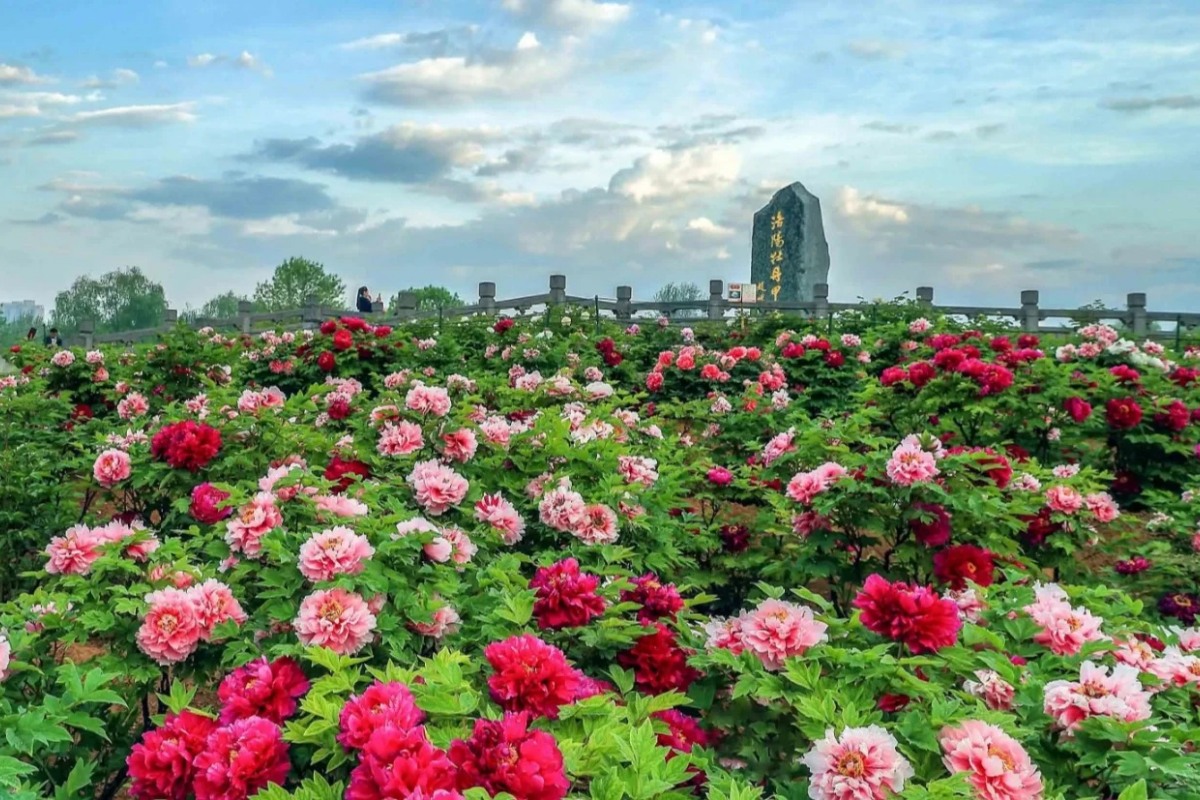 The Peony Festival