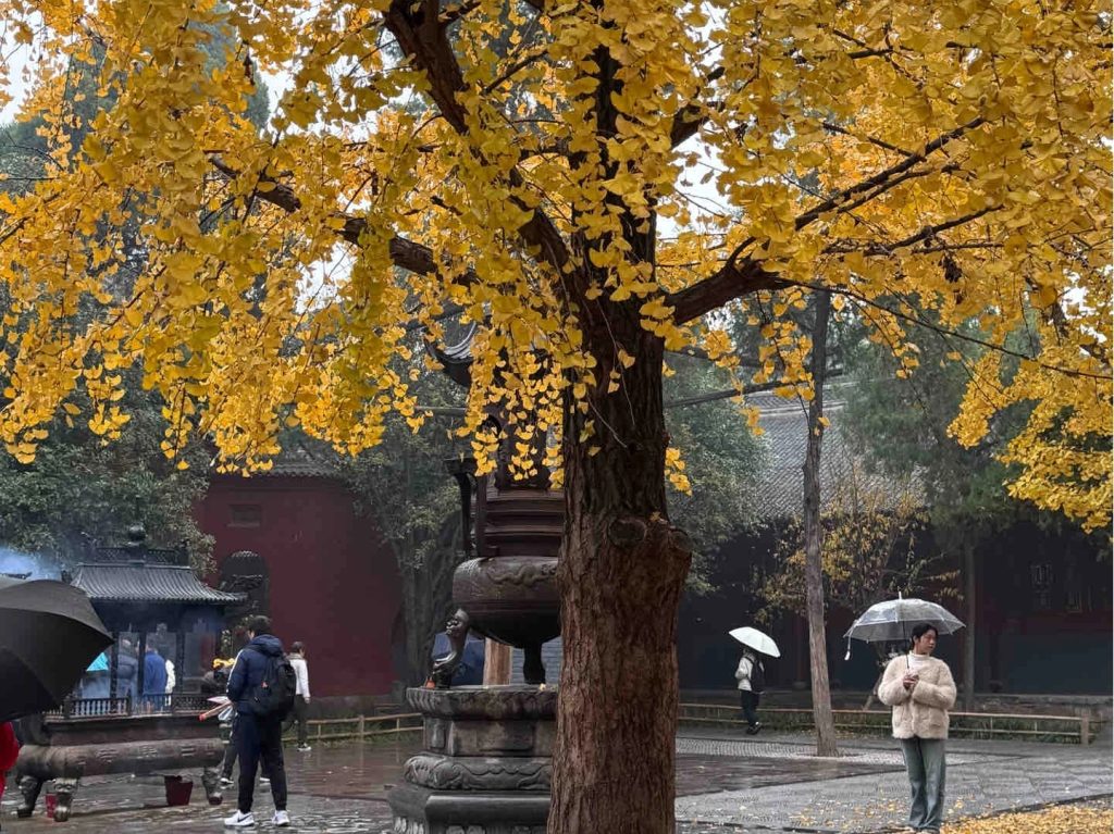 The White Horse Temple in Autumn