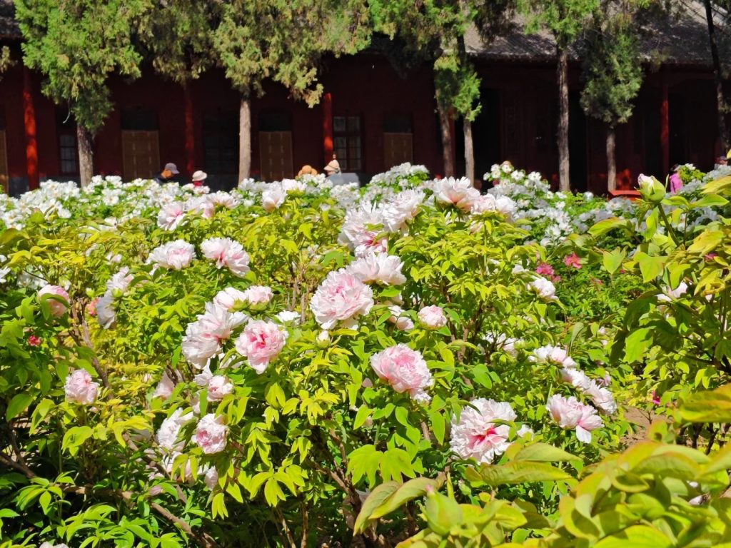 The White Horse Temple in Spring