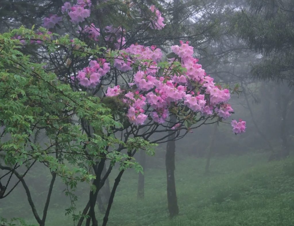 Wild Alpine Azaleas