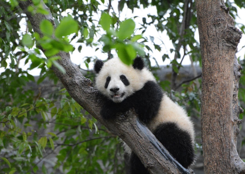 chengdu pandas