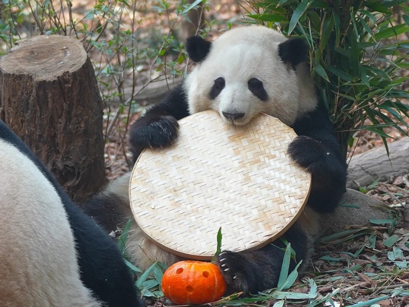 chengdu pandas