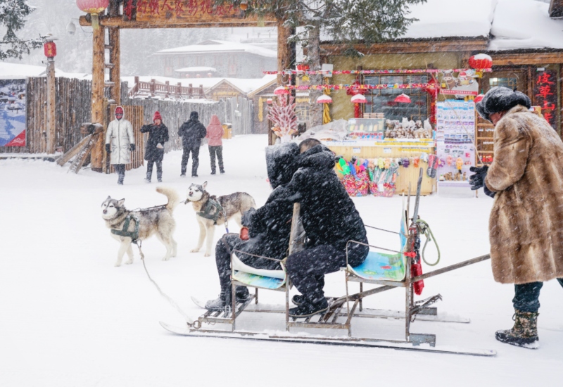 dog sledding