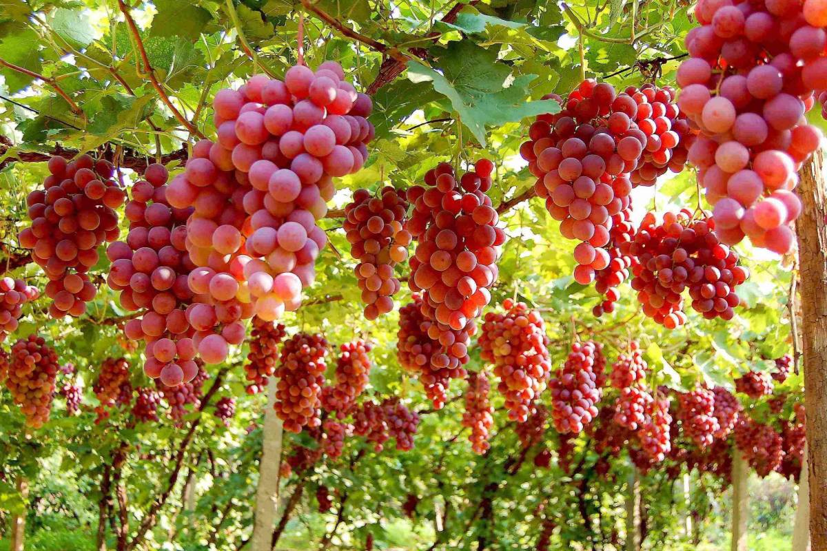 Local Grapes in Xinjiang