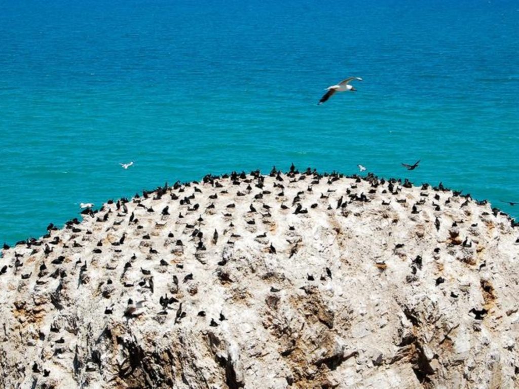 Bird Island