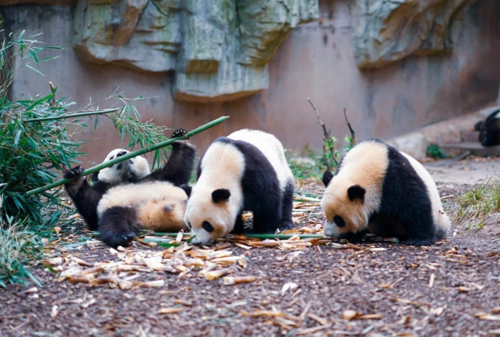 The cute panda is enjoying bamboo
