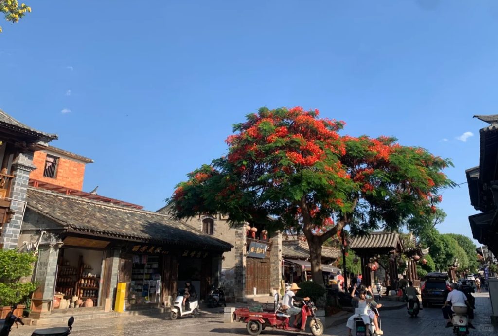 Flowers bloom in Jianshui